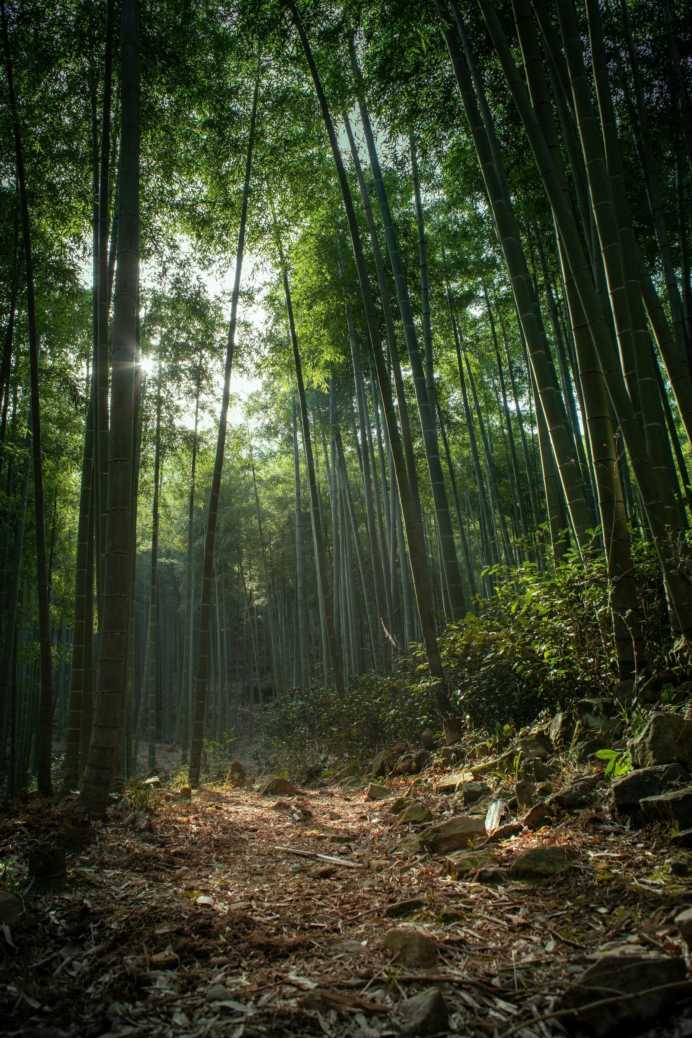 Sunlight through a bamboo forest